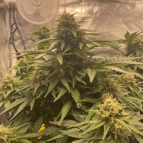 Babys try one growlog timeline photo