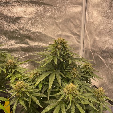 Babys try one growlog timeline photo
