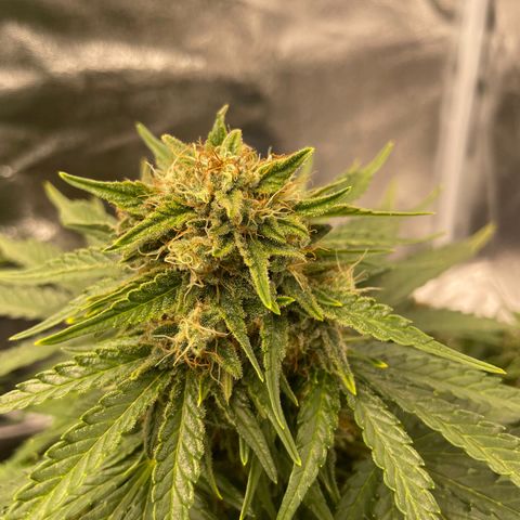 Babys try one growlog timeline photo