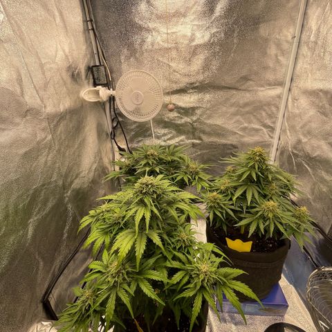 Babys try one growlog timeline photo