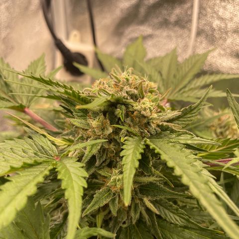 Babys try one growlog timeline photo