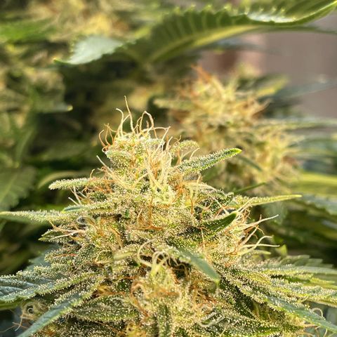 Babys try one growlog timeline photo
