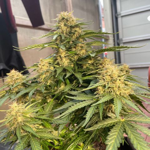 Babys try one growlog timeline photo