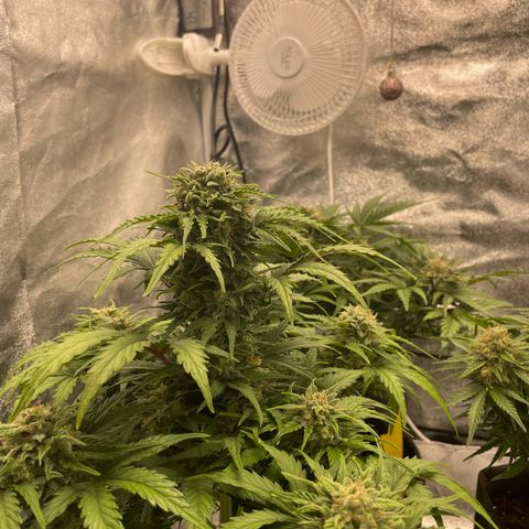Babys try one growlog timeline photo