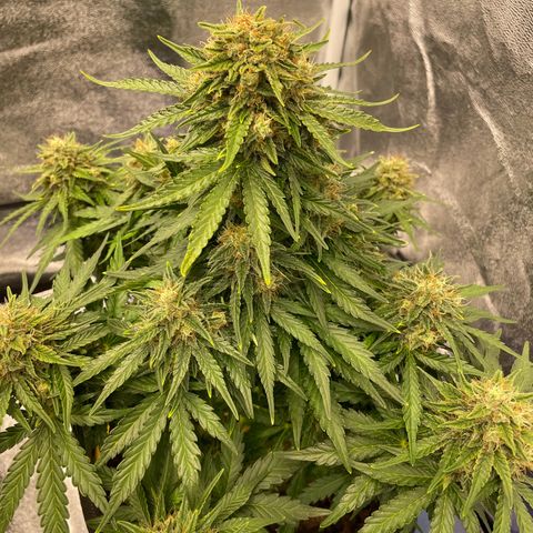 Babys try one growlog timeline photo