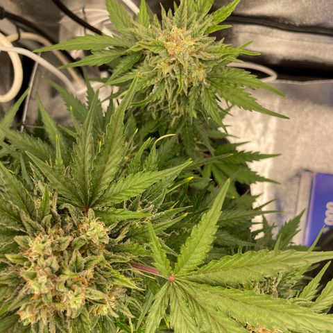 Babys try one growlog timeline photo