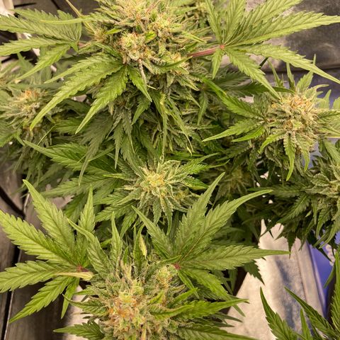 Babys try one growlog timeline photo