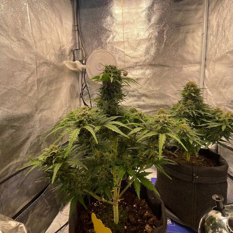 Babys try one growlog timeline photo