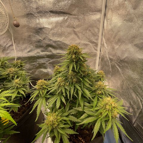 Babys try one growlog timeline photo
