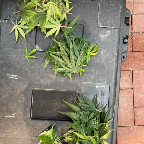 Babys try one growlog timeline photo