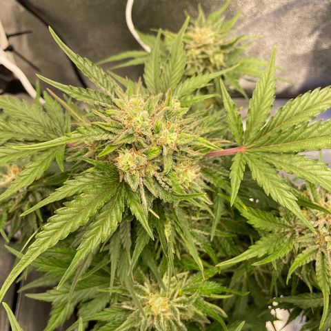 Babys try one growlog timeline photo