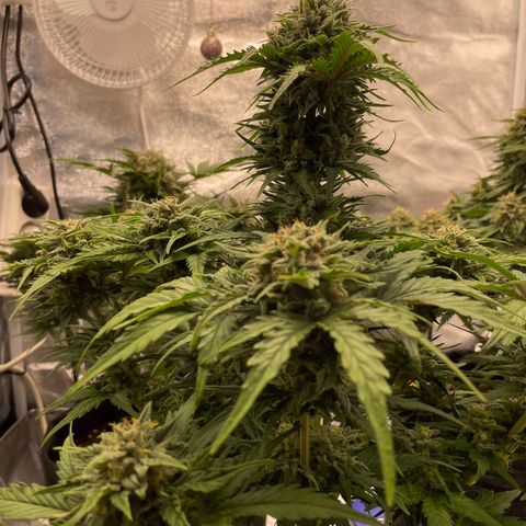 Babys try one growlog timeline photo