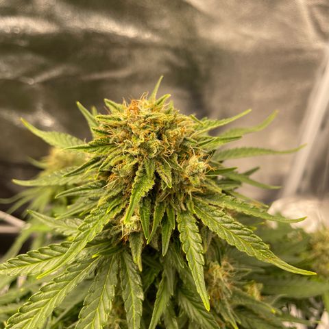 Babys try one growlog timeline photo
