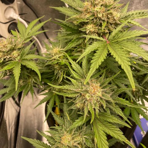 Babys try one growlog timeline photo