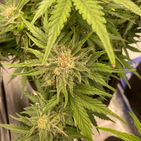 Babys try one growlog timeline photo