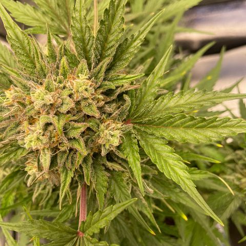 Babys try one growlog timeline photo