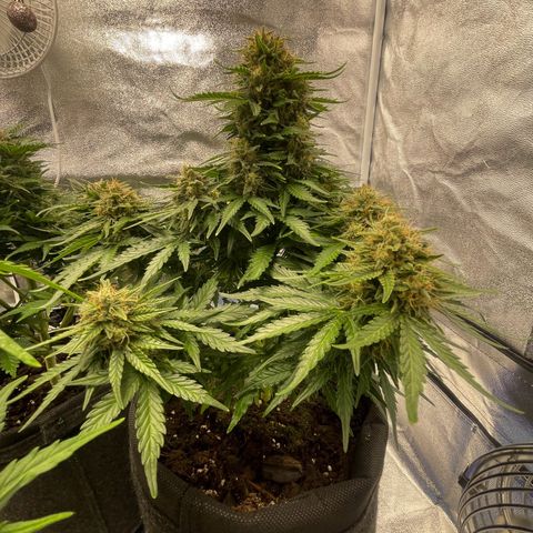 Babys try one growlog timeline photo
