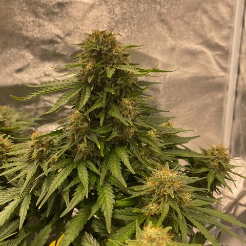 Babys try one growlog timeline photo