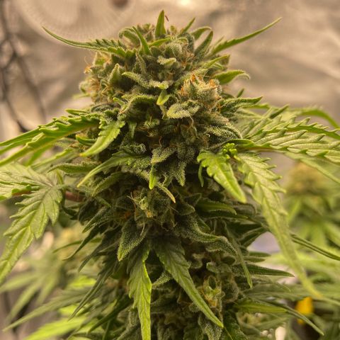 Babys try one growlog timeline photo