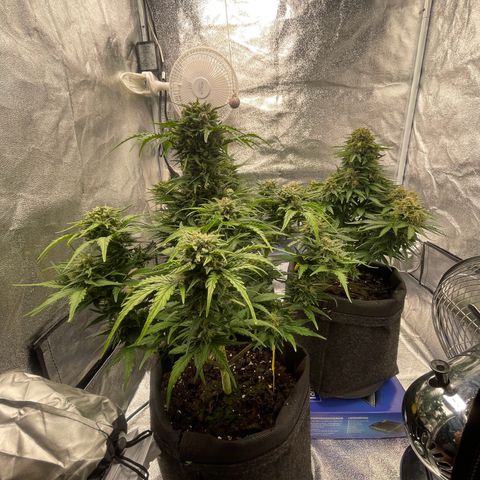 Babys try one growlog timeline photo