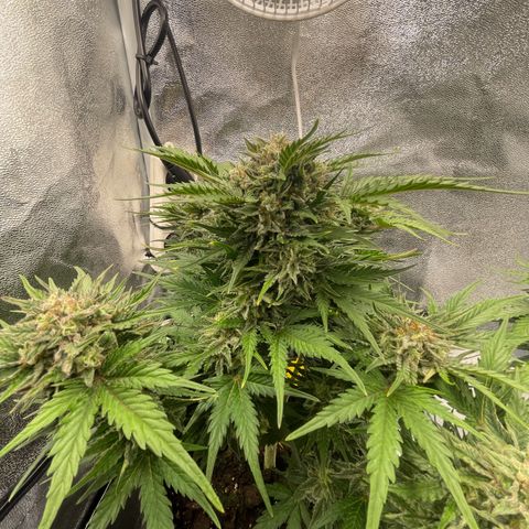 Babys try one growlog timeline photo