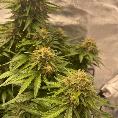 Babys try one growlog timeline photo
