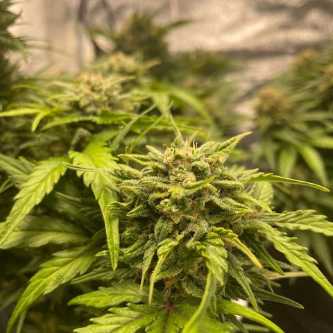 Babys try one growlog timeline photo