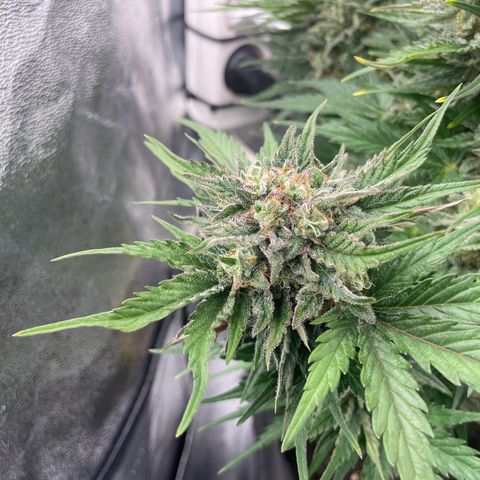 Babys try one growlog timeline photo