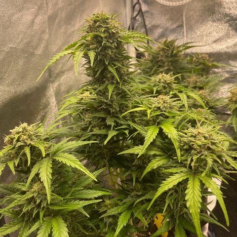 Babys try one growlog timeline photo