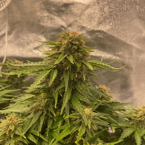 Babys try one growlog timeline photo