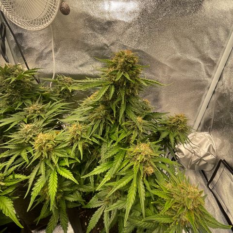 Babys try one growlog timeline photo