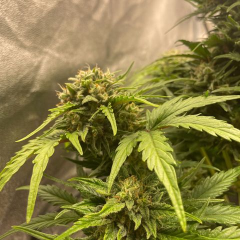 Babys try one growlog timeline photo