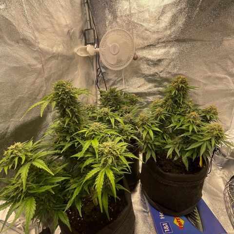 Babys try one growlog timeline photo