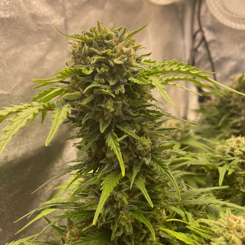 Babys try one growlog timeline photo