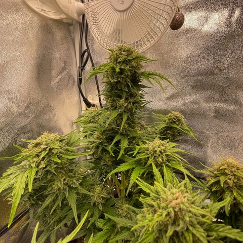 Babys try one growlog timeline photo
