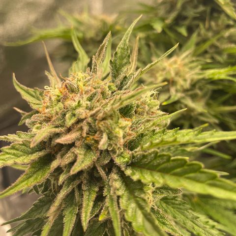 Babys try one growlog timeline photo