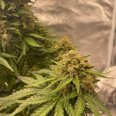 Babys try one growlog timeline photo