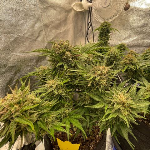 Babys try one growlog timeline photo