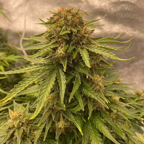 Babys try one growlog timeline photo