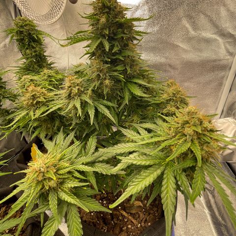 Babys try one growlog timeline photo