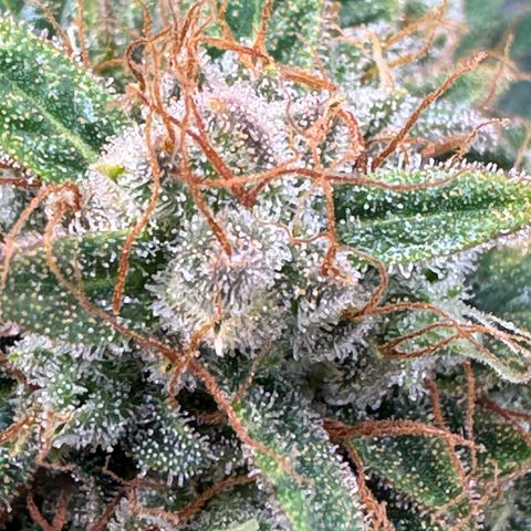 Babys try one growlog timeline photo