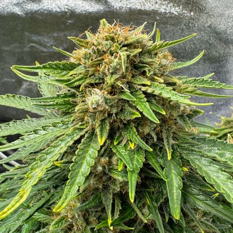 Babys try one growlog timeline photo