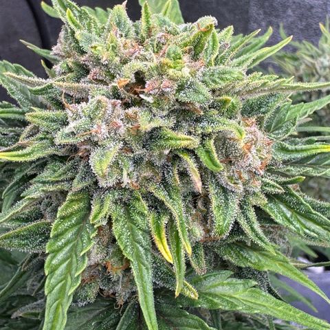 Babys try one growlog timeline photo
