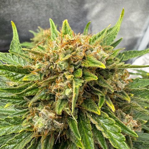 Babys try one growlog timeline photo