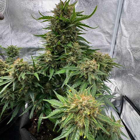 Babys try one growlog timeline photo