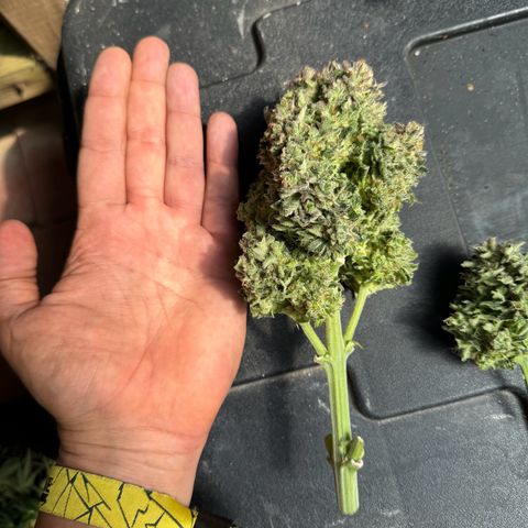 Babys try one growlog timeline photo