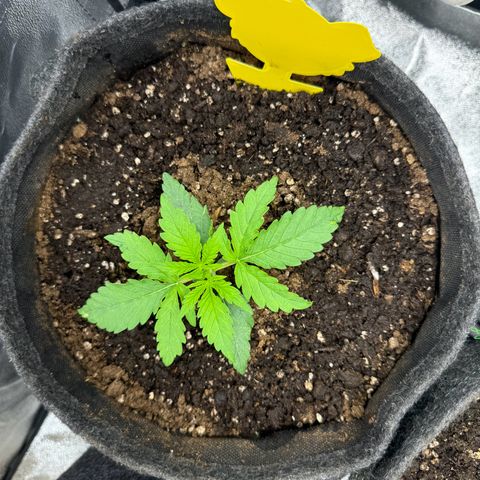 Goat‘lato Auto growlog timeline photo