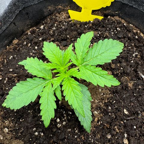 Goat‘lato Auto growlog timeline photo