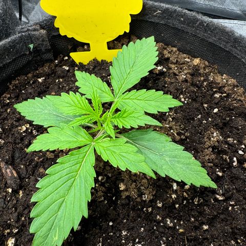 Goat‘lato Auto growlog timeline photo