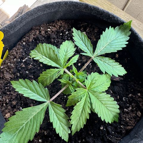 Goat‘lato Auto growlog timeline photo